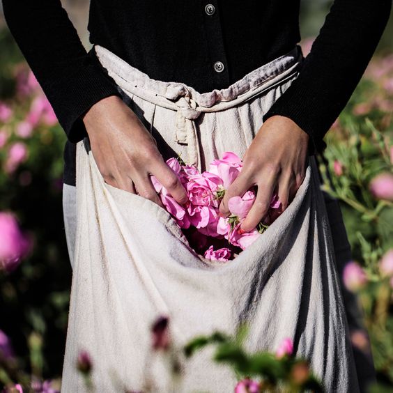 Cueillette des roses à Grasse pour créer un parfum rose