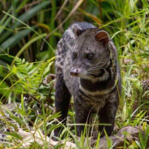 perfume that smells clean is a trend that goes against natural ingredient extracted from animals like civet.