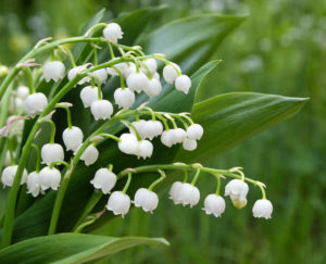 Muguet de mai